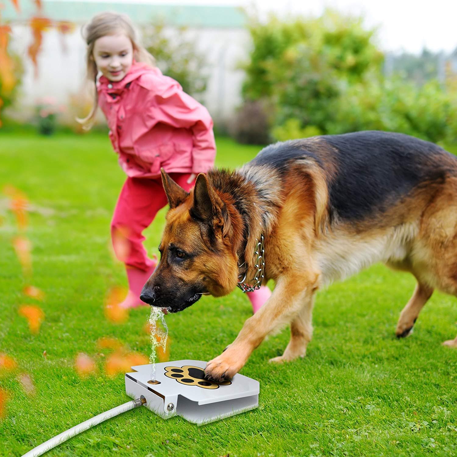 Dog pet water clearance fountain