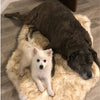 Vegan Fur Orthopedic Dog Cat Bed - mytmworld