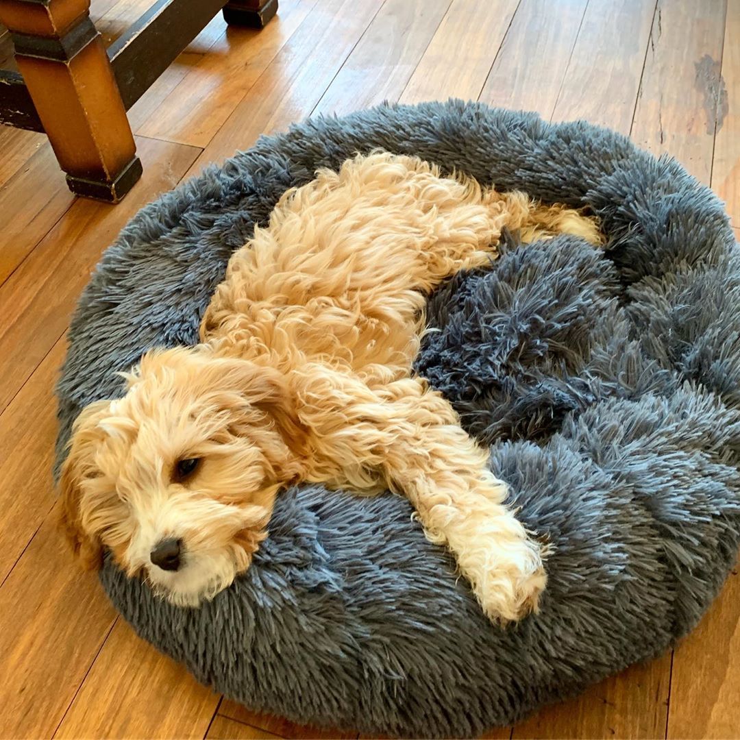 Long Plush Donut Bagel Vegan Dog Bed at The Honest Dog